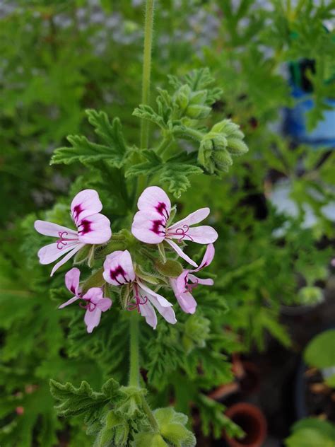 Doftpelargon dr westerlund